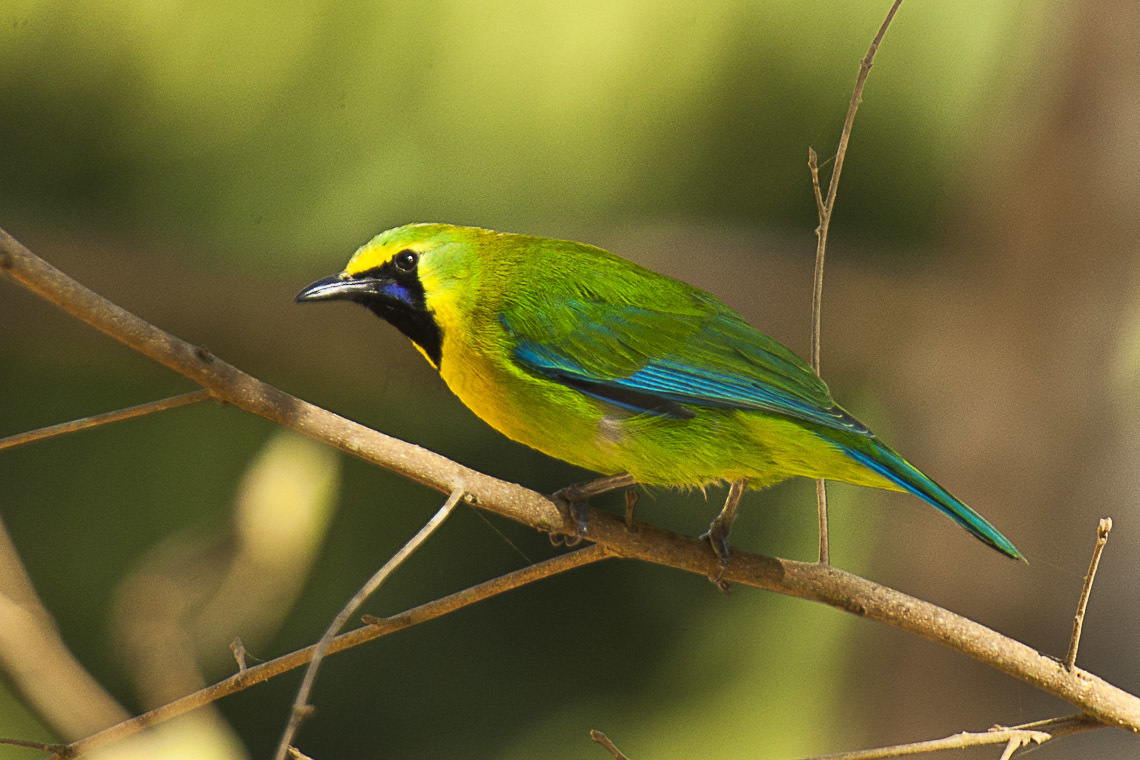 LE VERDIN À TÊTE JAUNE.BLUEWINGED LEAFBIRD