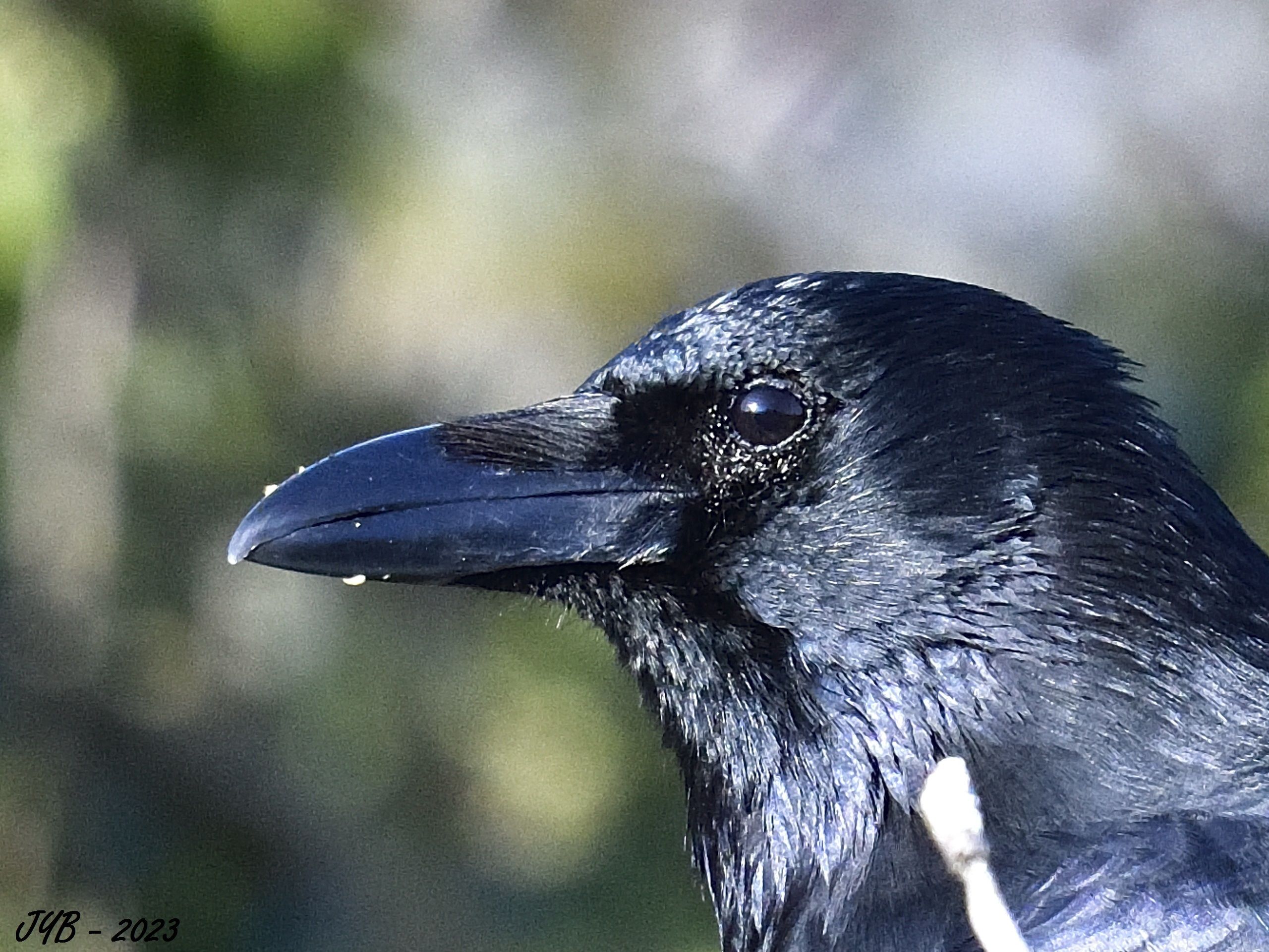corbeau corneille crow — free download