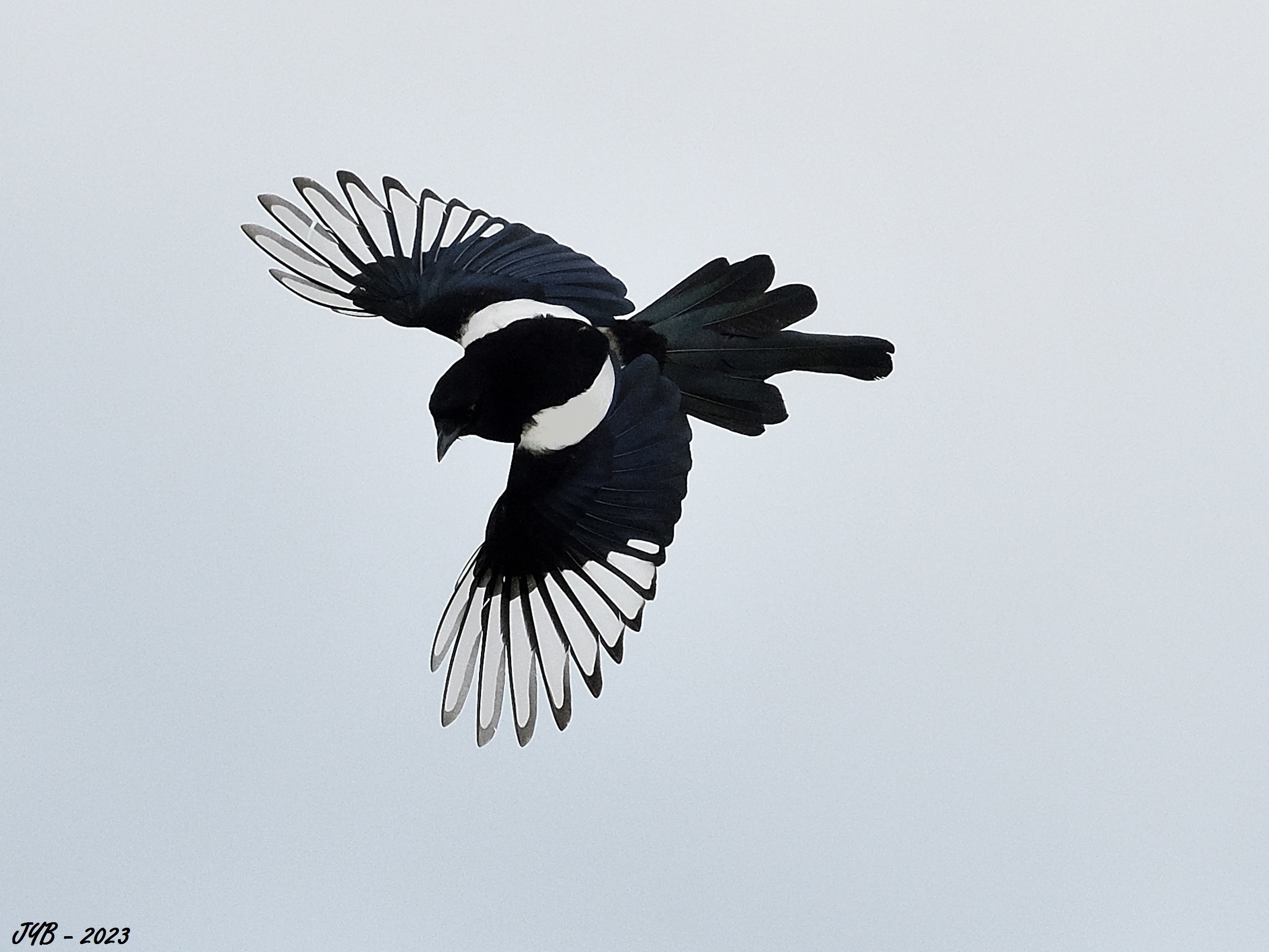 LA PIE BAVARDE, UN OISEAU EN NOIR ET BLANC EURASIAN MAGPIE