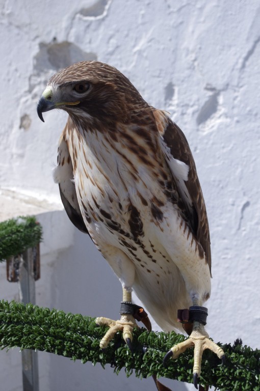 OISEAUX PROMENADE ESPAGNOLE RAPACE DIURNE — free download
