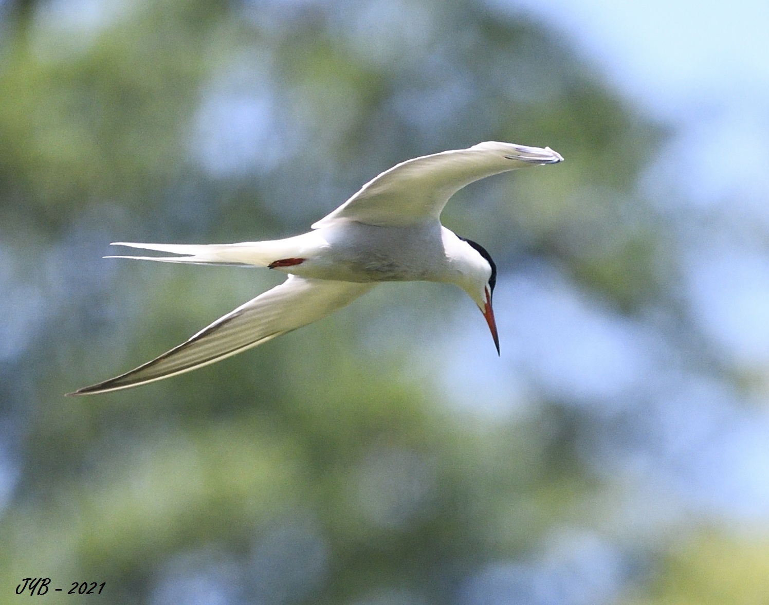 LA STERNE PIERREGARIN, UN OISEAU GRACIEUX-Sterna hirundo
