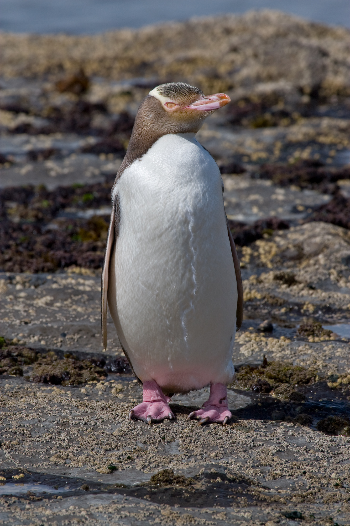 le-manchot-antipode-megadyptes-antipodes