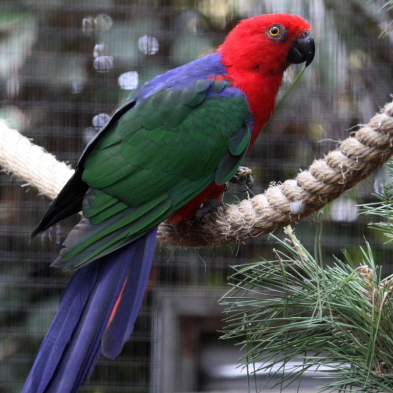 Amboina Parrot Close-up