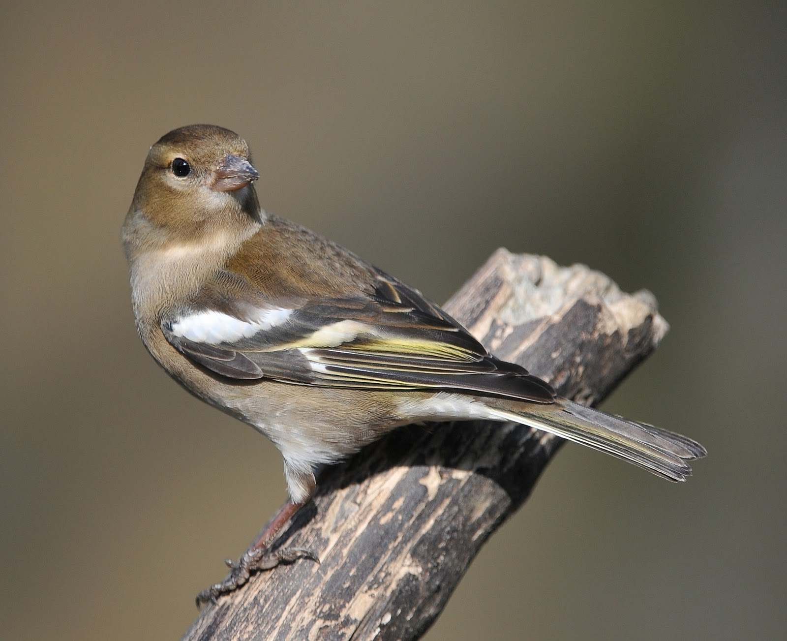 LA REPRODUCTION DU PINSON DES ARBRES-CHAFFINCH BREEDING