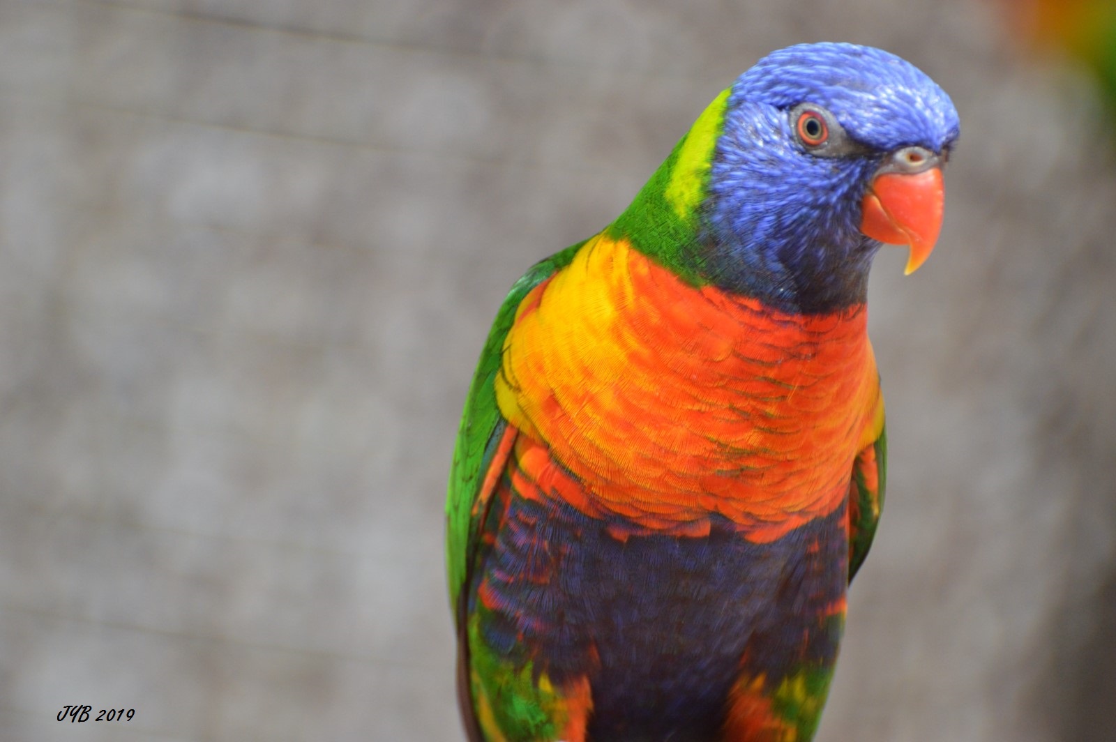LE LORIQUET ARC EN CIEL RAINBOW LORIKEET