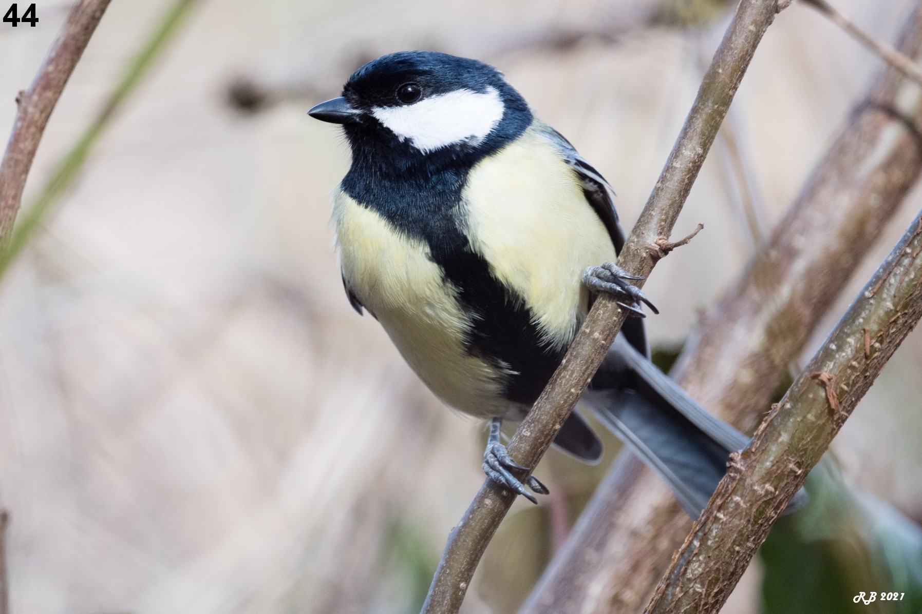 M sange Charbonni re Parus Major GREAT TIT m-sange-charbonni-re-parus-major-great-tit