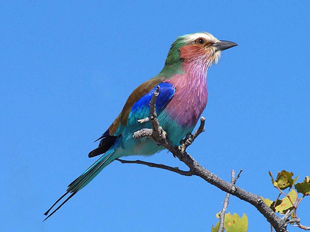 LE ROLLIER A LONGS BRINS LILACBREASTED ROLLER