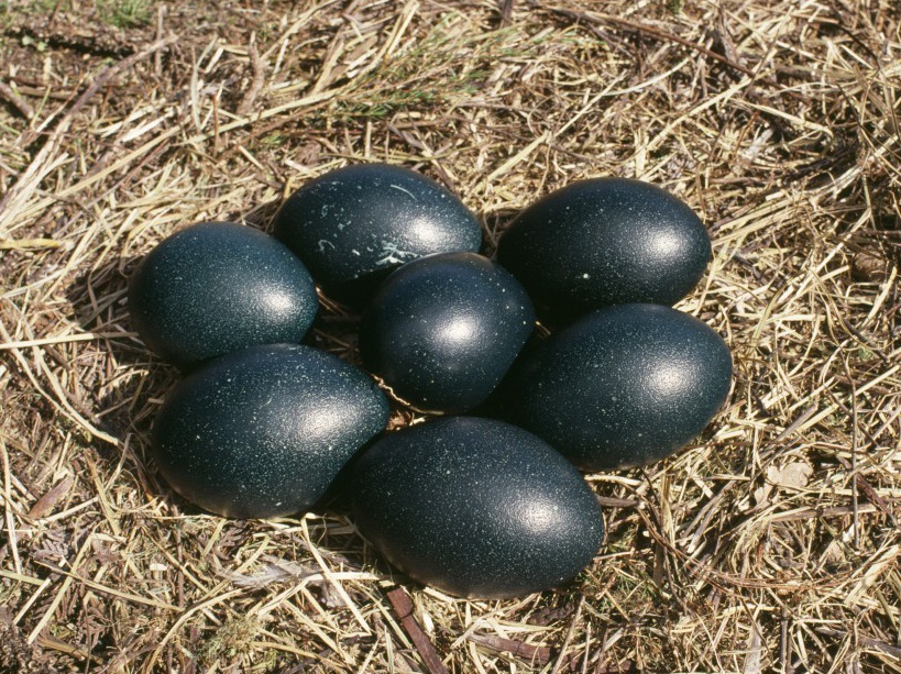 OEUFS D'EMEU EGGS OF EMU — free download