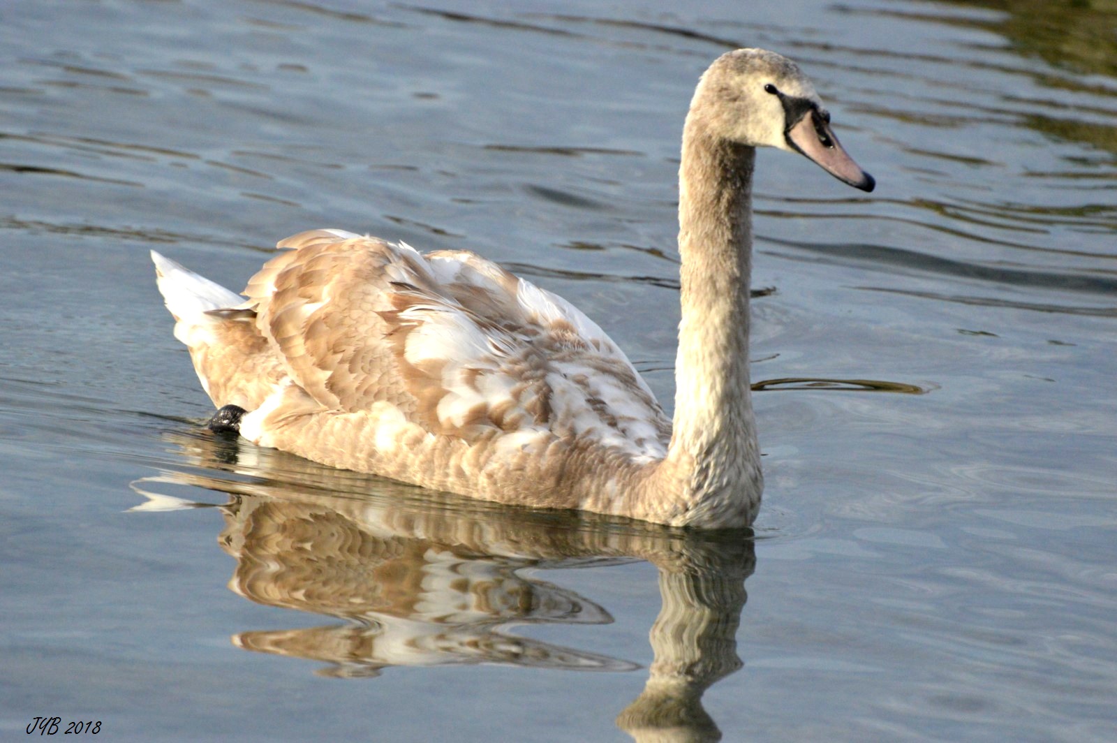 LA MUE D'UN JEUNE CYGNE