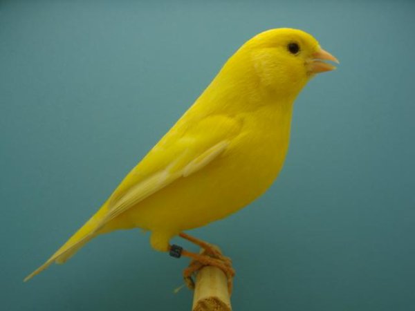 canari yellow