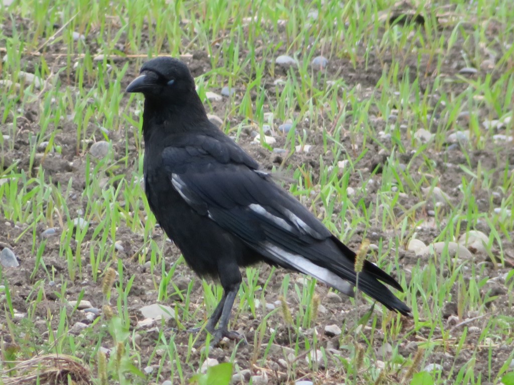 UNE CORNEILLE NOIRE À AILE BLANCHEWHITEWINGED CARRION CROW