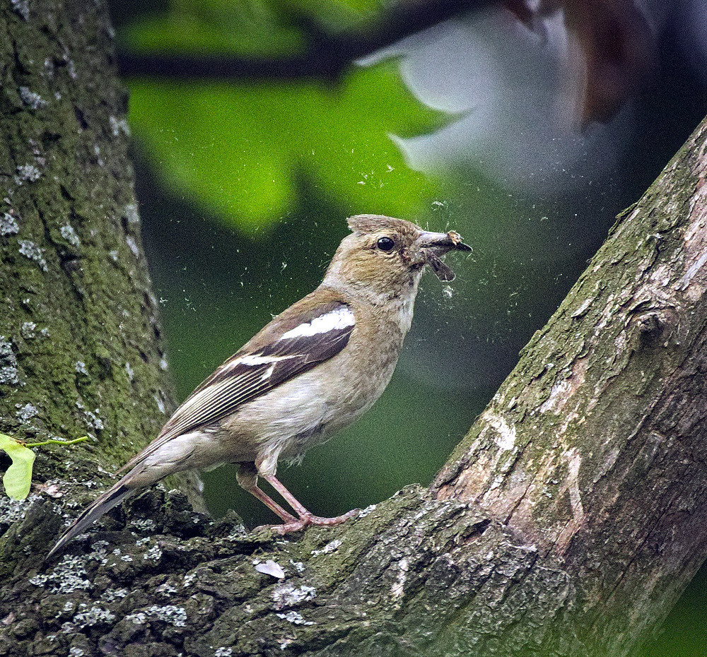 LA REPRODUCTION DU PINSON DES ARBRES-CHAFFINCH BREEDING