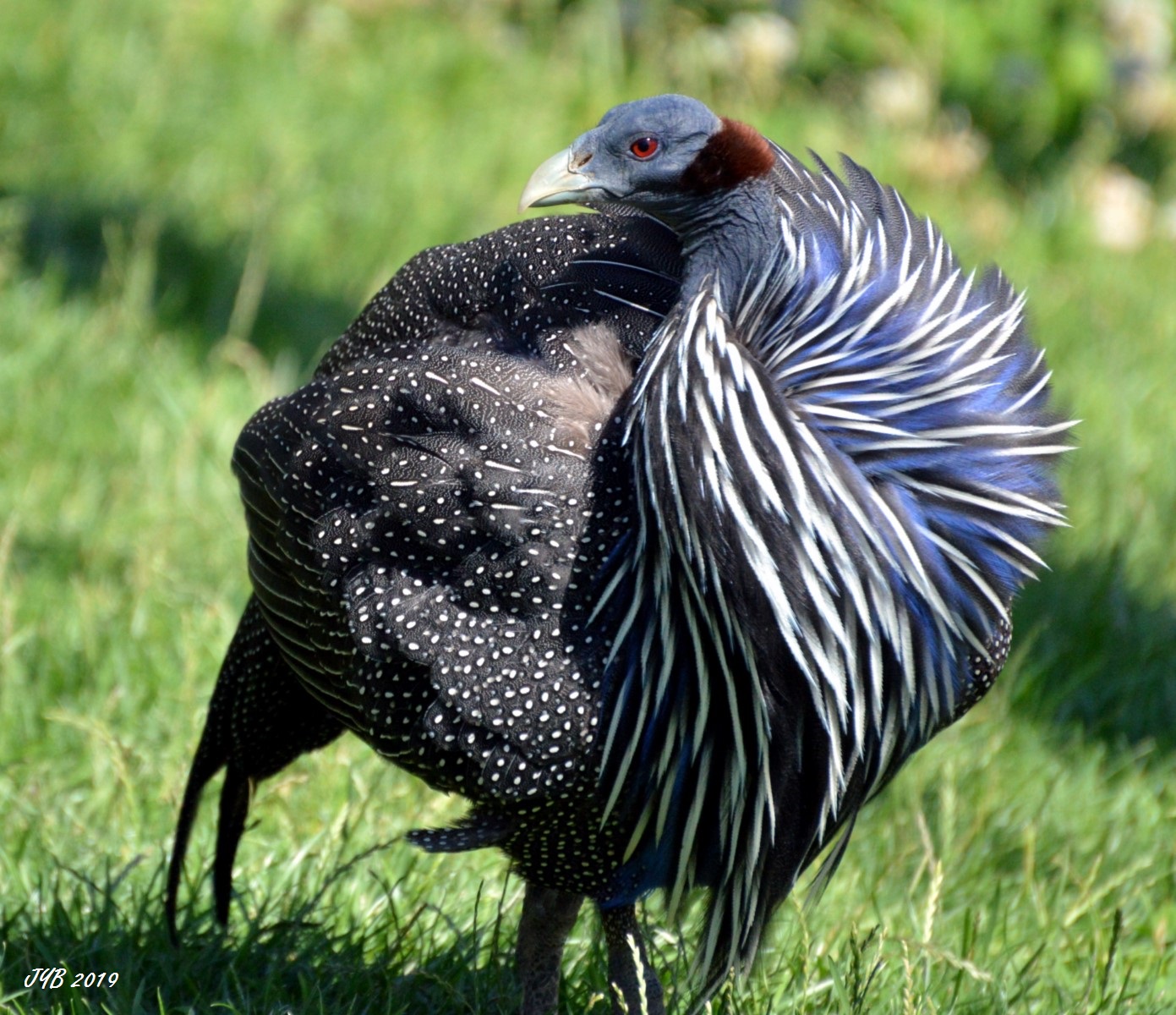 UNE PINTADE VULTURINEVULTURINE GUINEAFOWL
